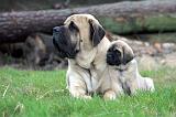 MASTIFF 139